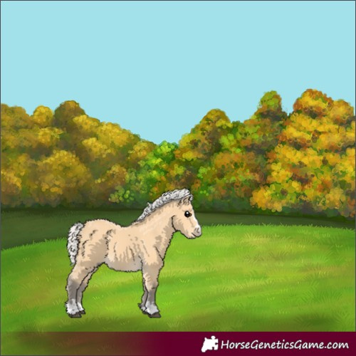 Horse Color:Silver Buckskin 