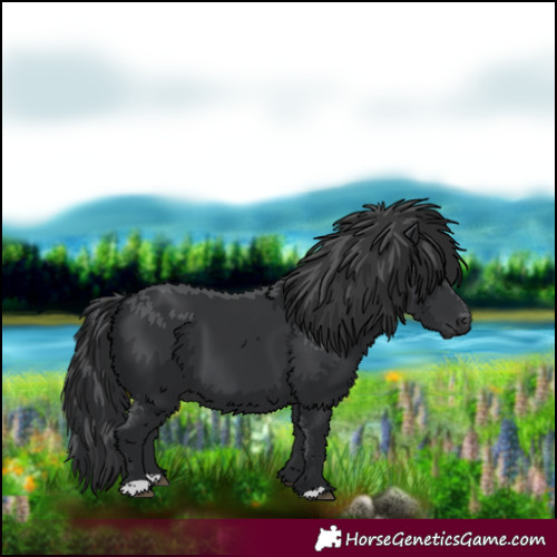 Horse Color:Black 