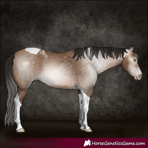 Horse Color:Gray Amber Champagne Tobiano 
