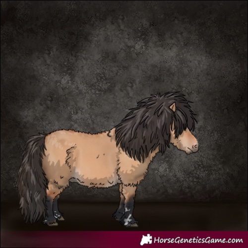 Horse Color:Bay Dun