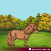 Horse Color:Chestnut Rabicano