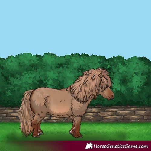 Horse Color:Red Dun Rabicano
