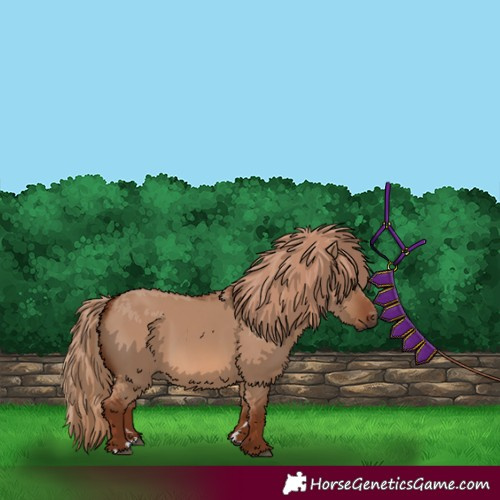 Horse Color:Red Dun Rabicano 