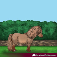 Horse Color:Red Dun Rabicano