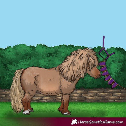 Horse Color:Red Dun 