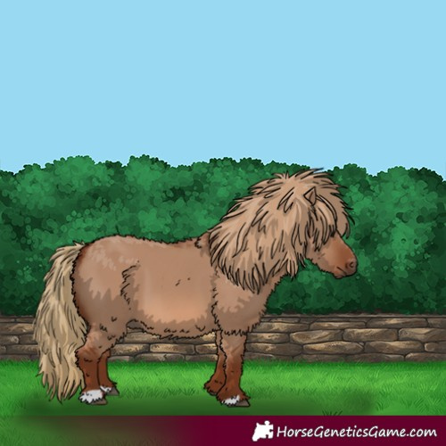 Horse Color:Red Dun