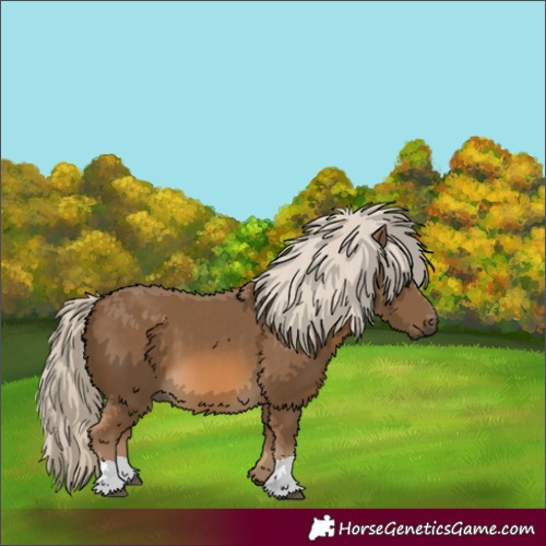 Horse Color:Chocolate Palomino 