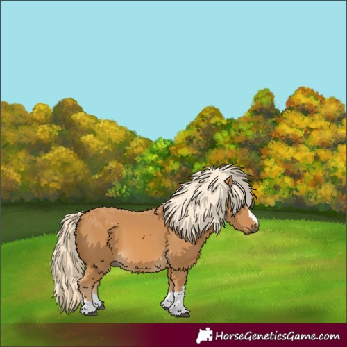 Horse Color:Palomino