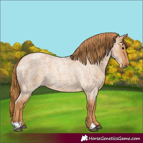 Horse Color:Red Roan