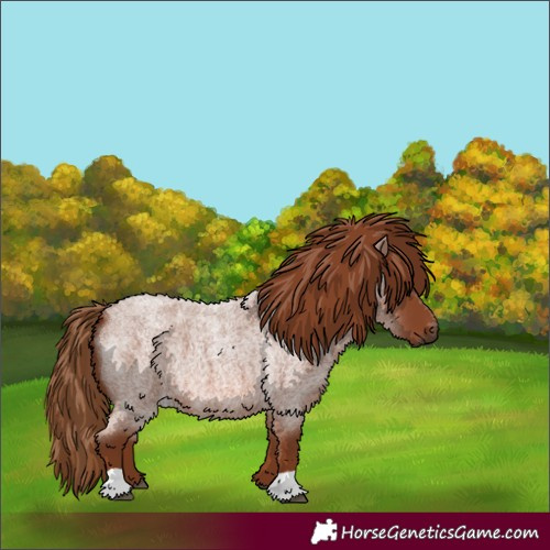 Horse Color:Red Roan 