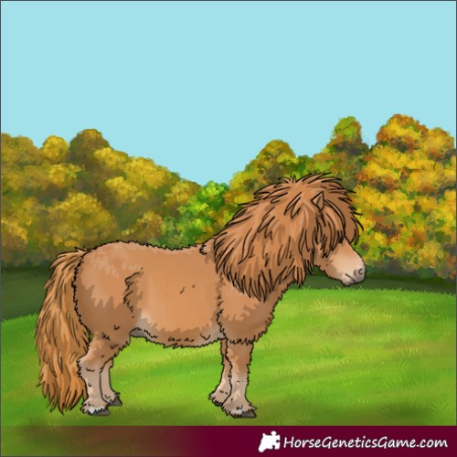 Horse Color:Chestnut and Chestnut