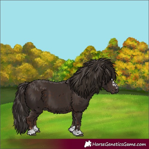 Horse Color:Liver Chestnut  and Liver Chestnut 