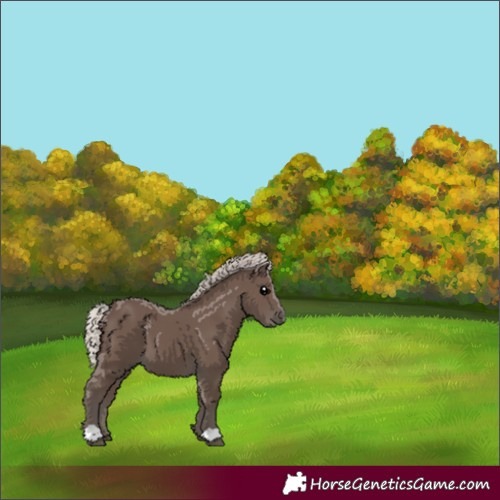 Horse Color:Silver Black 