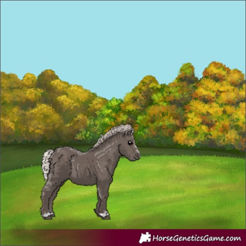 Horse Color:Silver Black 