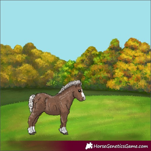 Horse Color:Silver Black 