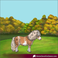 Horse Color:White Spotted Chestnut Frame