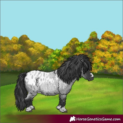 Horse Color:Blue Roan Appaloosa