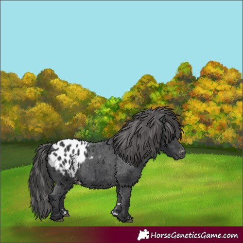 Horse Color:Black Appaloosa