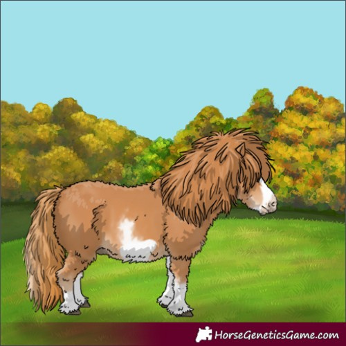 Horse Color:White Spotted Chestnut Frame 