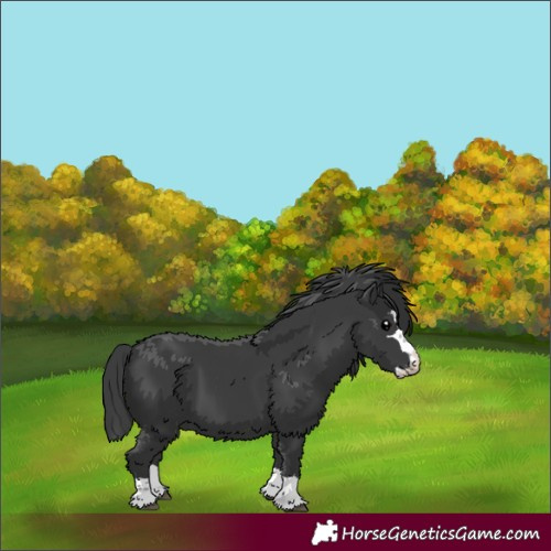 Horse Color:Black Splash 