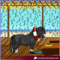Horse Color:Black Splash 