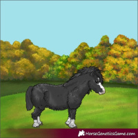 Horse Color:Black Splash 