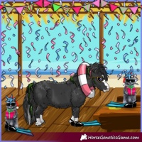 Horse Color:Black Splash