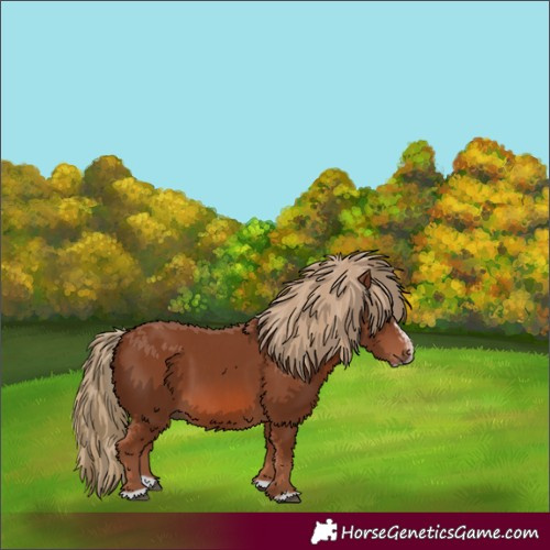 Horse Color:Chestnut Splash Frame  and Chestnut Splash Frame 