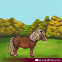 Horse Color:Chestnut Splash Frame  and Chestnut Splash Frame 
