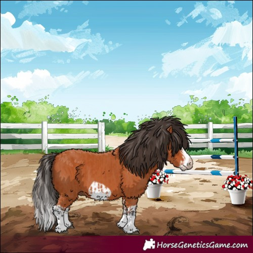 Horse Color:Bay Splash Frame  and Bay Splash Frame 