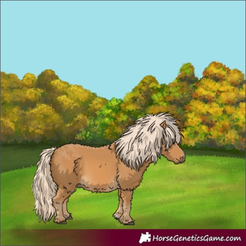 Horse Color:Palomino 