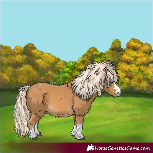 Horse Color:Palomino