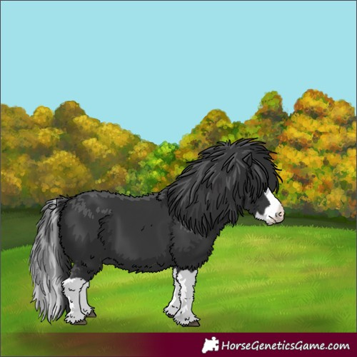 Horse Color:Unknown 