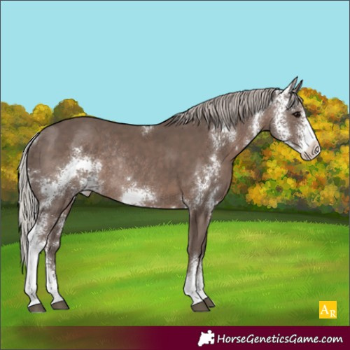 Horse Color:Silver Black Sabino Rabicano 