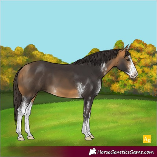 Horse Color:Buckskin Sabino