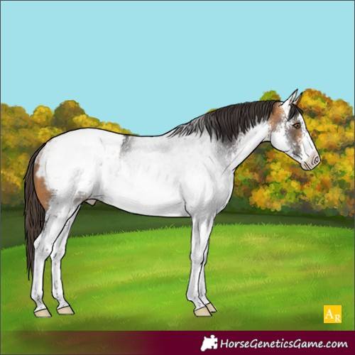 Horse Color:White Spotted Buckskin Appaloosa Rabicano 