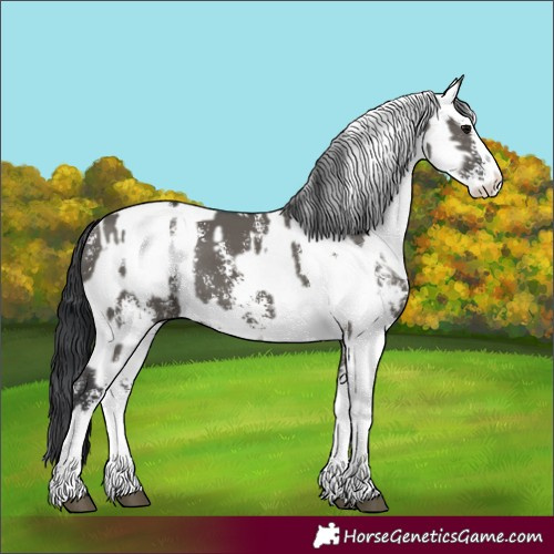 Horse Color:Grullo Sabino Splash  and Grullo Sabino Splash 