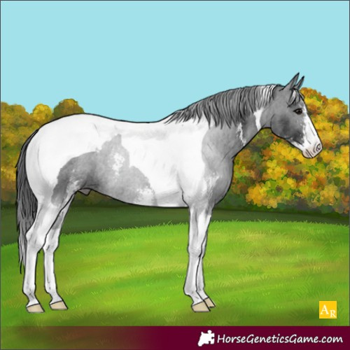 Horse Color:Black Sabino Tobiano Rabicano