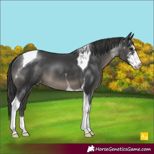 Horse Color:Black Sabino Tobiano Appaloosa 