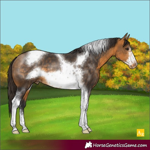 Horse Color:Buckskin Sabino Tobiano Frame Appaloosa 