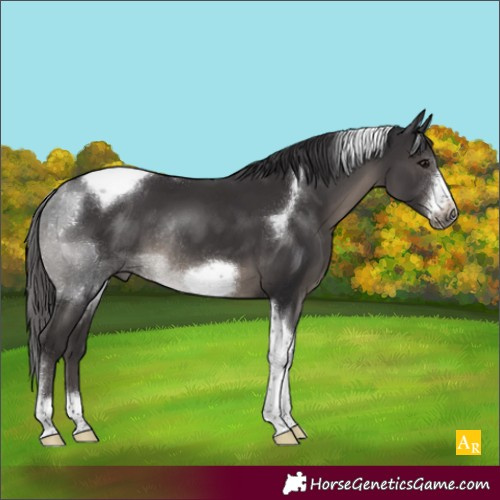 Horse Color:Smoky Black Sabino Tobiano Frame Rabicano 