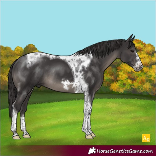 Horse Color:Smoky Black Tobiano Frame Rabicano 