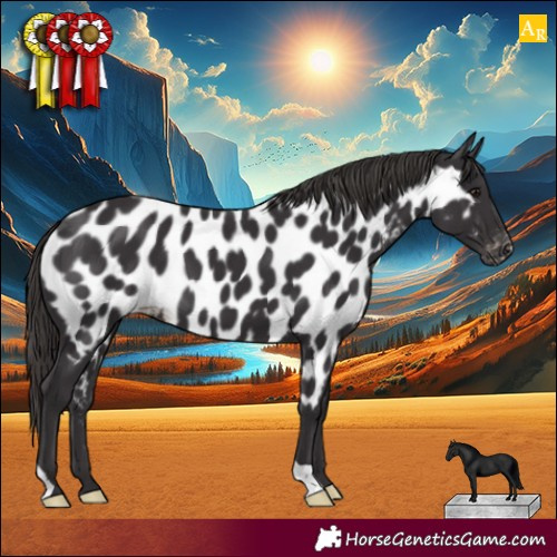 Horse Color:Smoky Black Appaloosa 