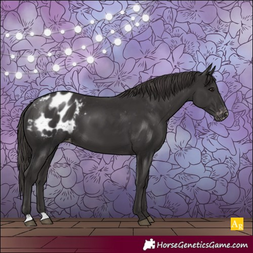 Horse Color:Smoky Black Appaloosa