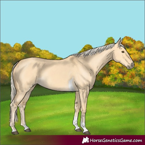 Horse Color:Palomino Dun Tobiano 