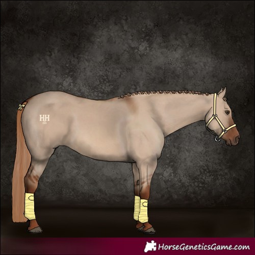 Horse Color:Red Dun Rabicano 