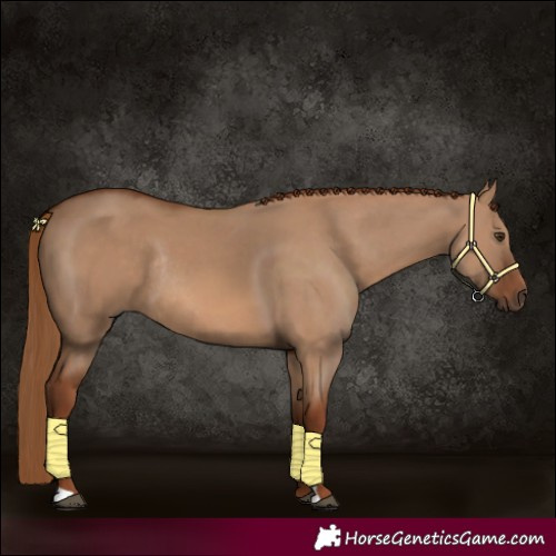 Horse Color:Red Dun Rabicano 