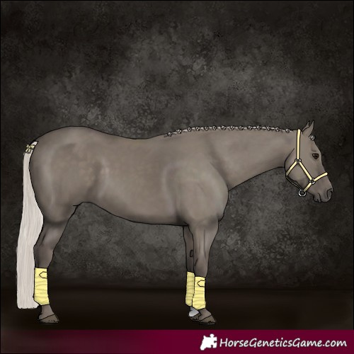 Horse Color:Silver Grullo 