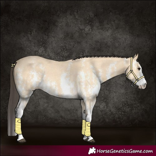Horse Color:Buckskin Sabino 