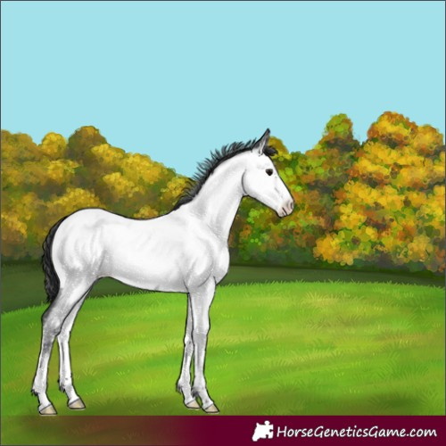 Horse Color:Blue Roan Sabino Appaloosa Rabicano 